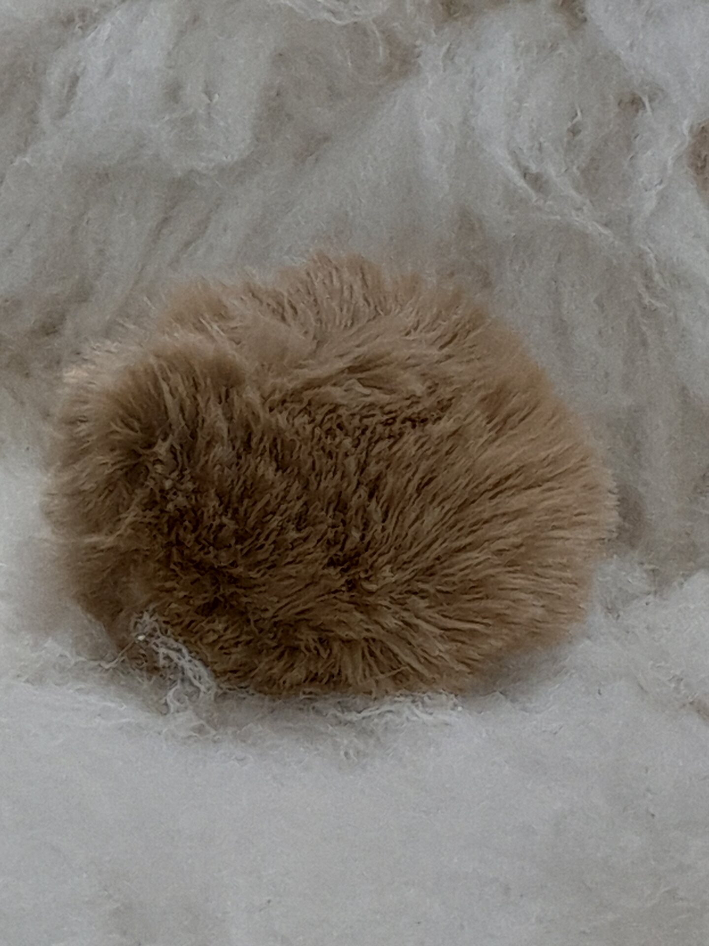 Pompons tupsu 8cm Beige