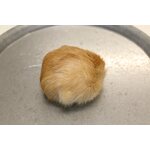 Turkistupsu jätti Beige-valkoinen