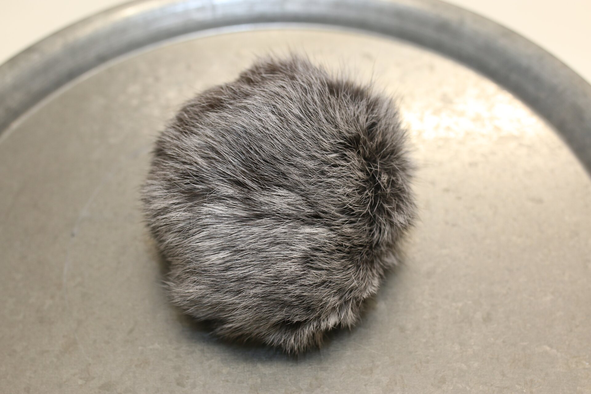 Turkistupsu jätti Harmaa