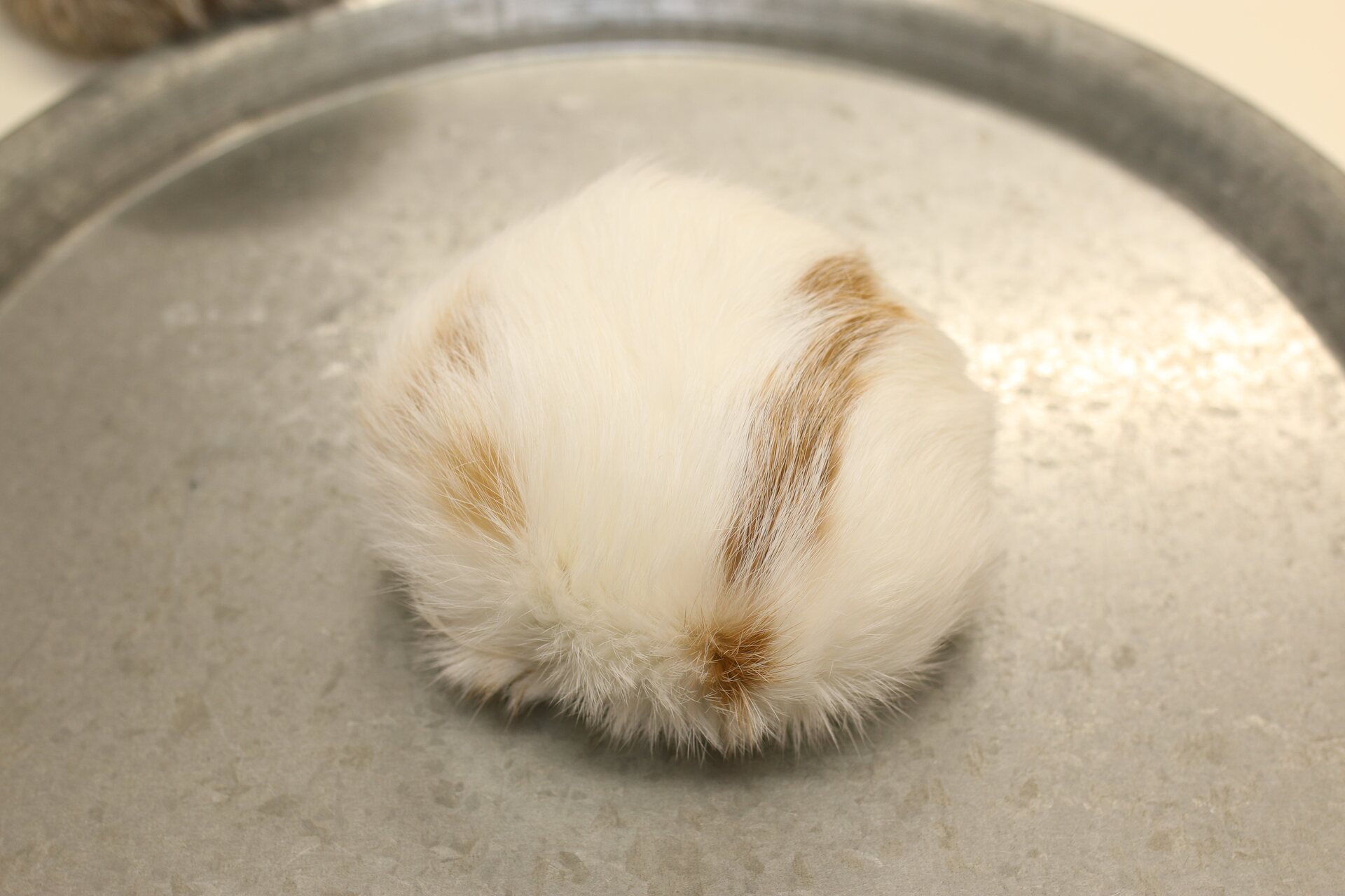 Turkistupsu jätti Valkoinen-beige