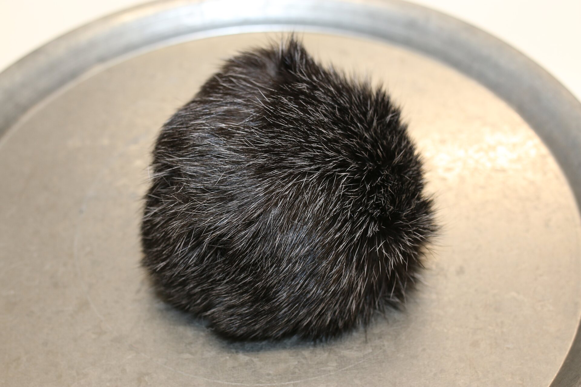 Turkistupsu jätti Harmaanmusta