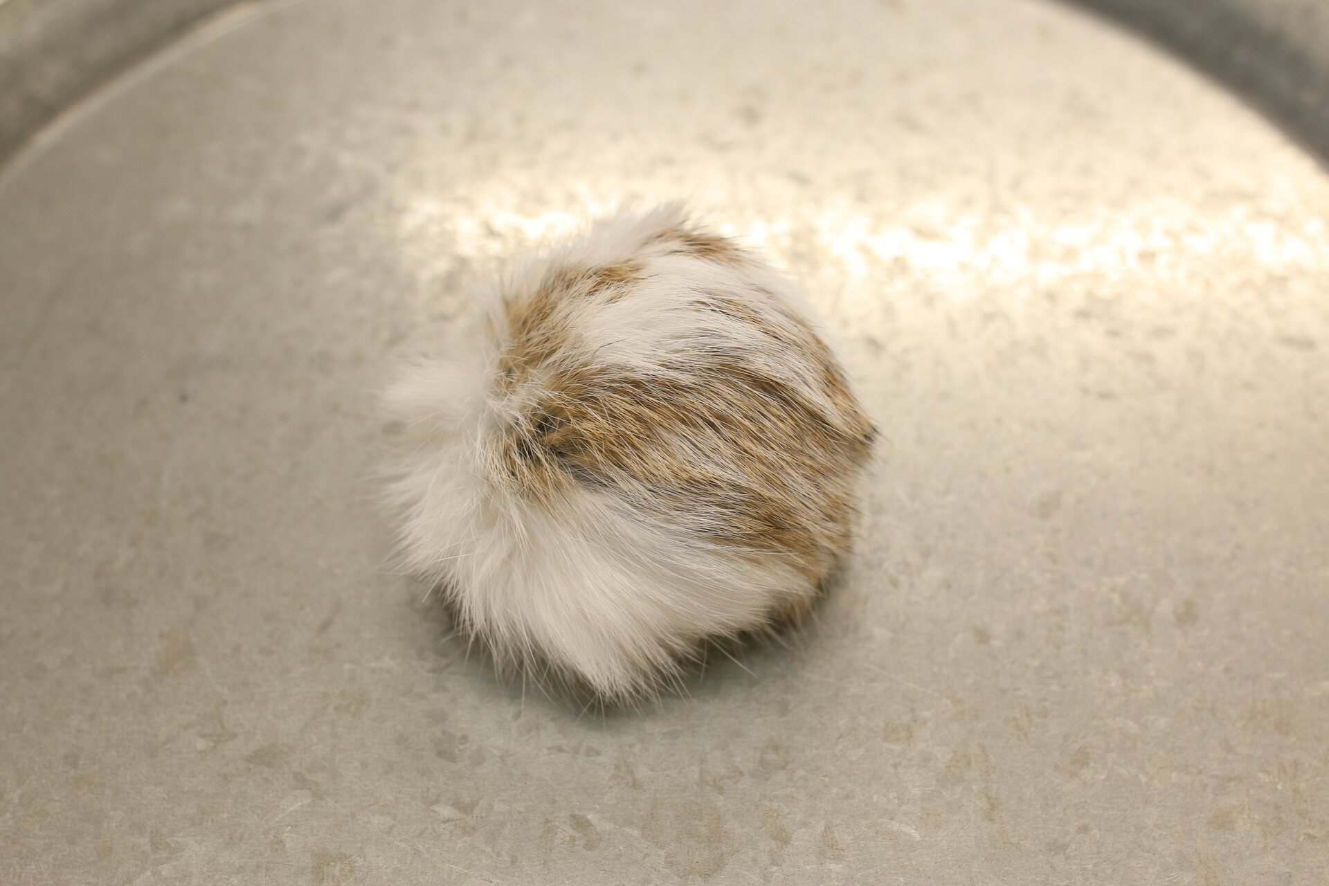 Turkistupsu keskikokoinen Valkoinen-ruskea