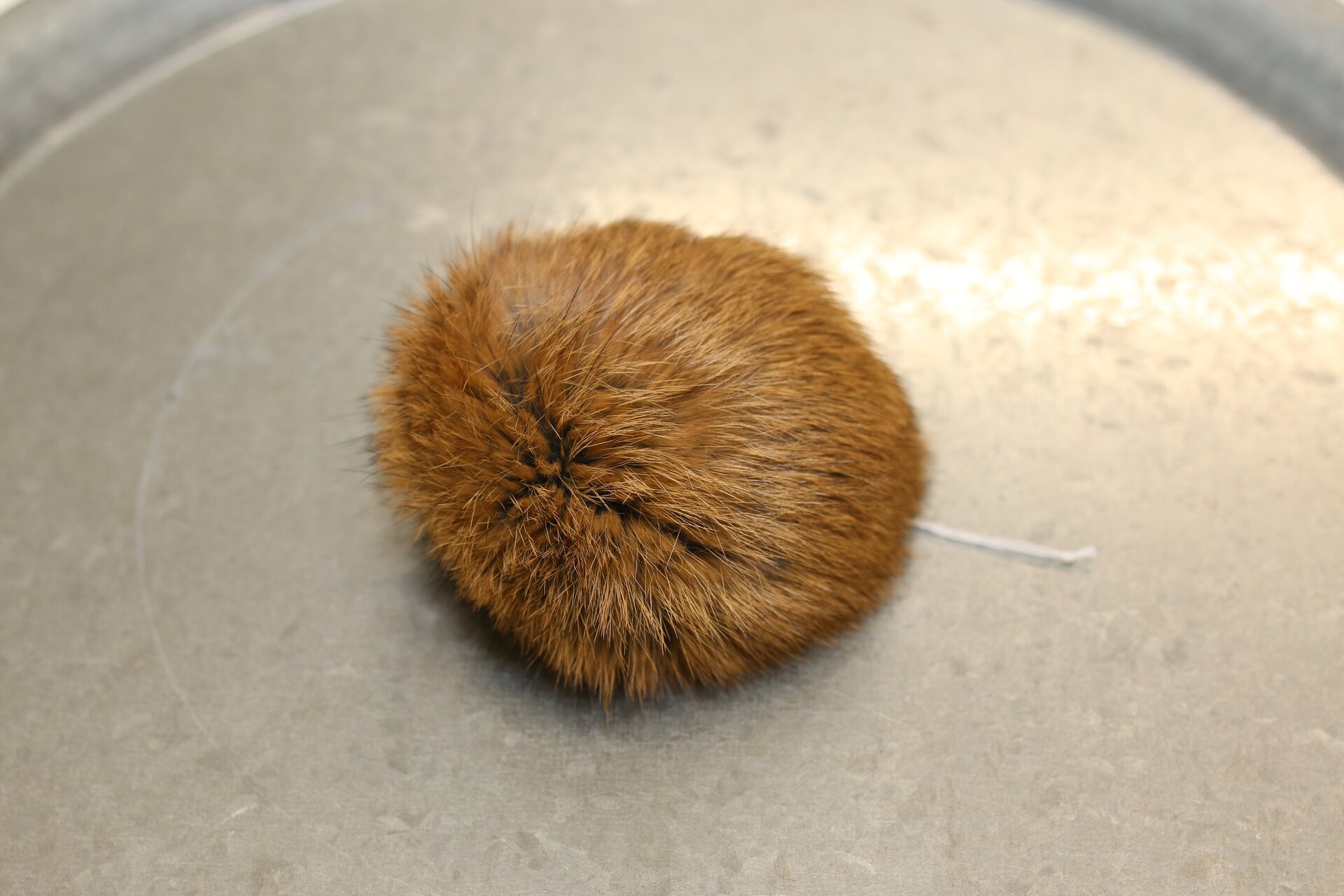 Turkistupsu keskikokoinen Ruskea