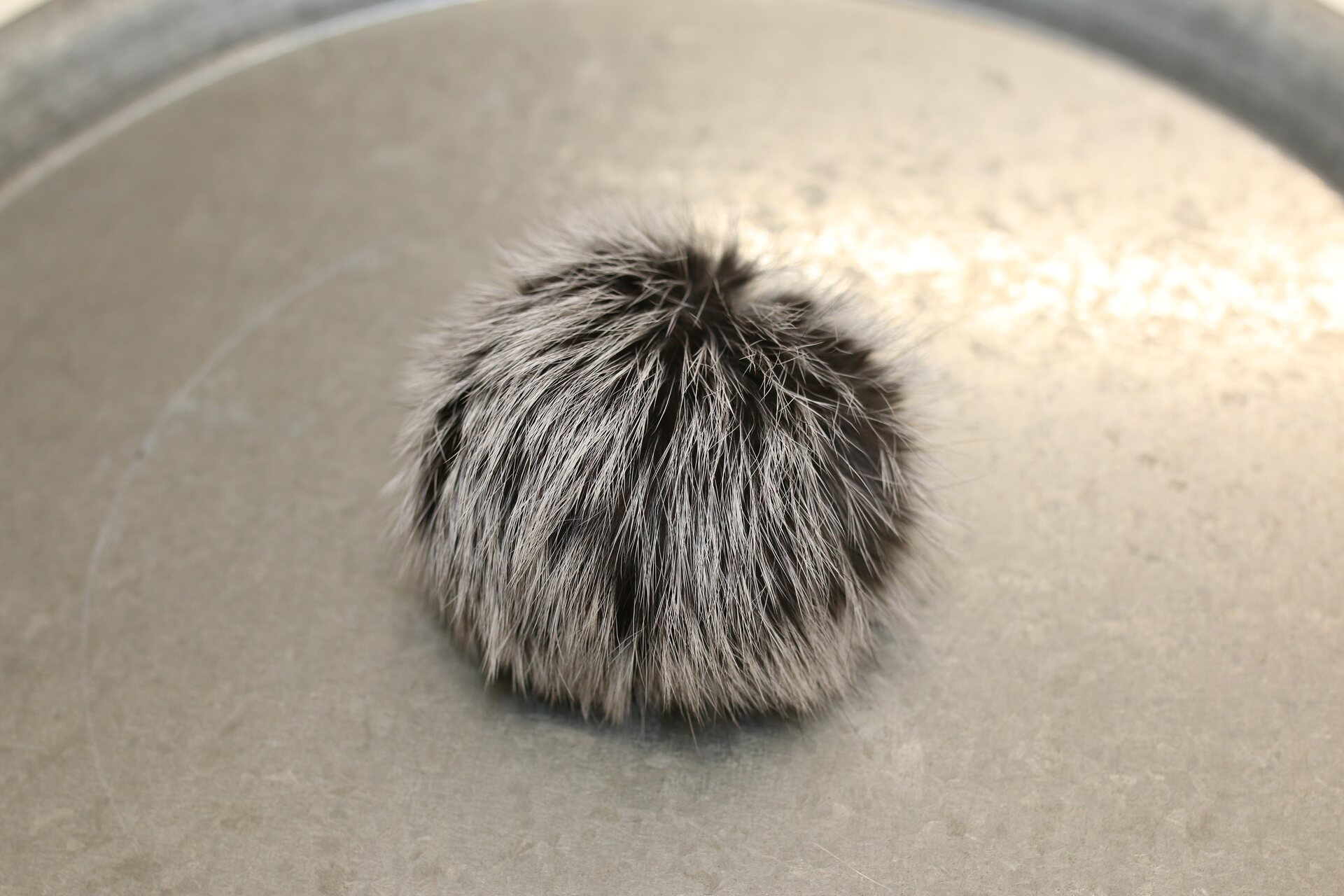 Turkistupsu keskikokoinen Harmaanmusta