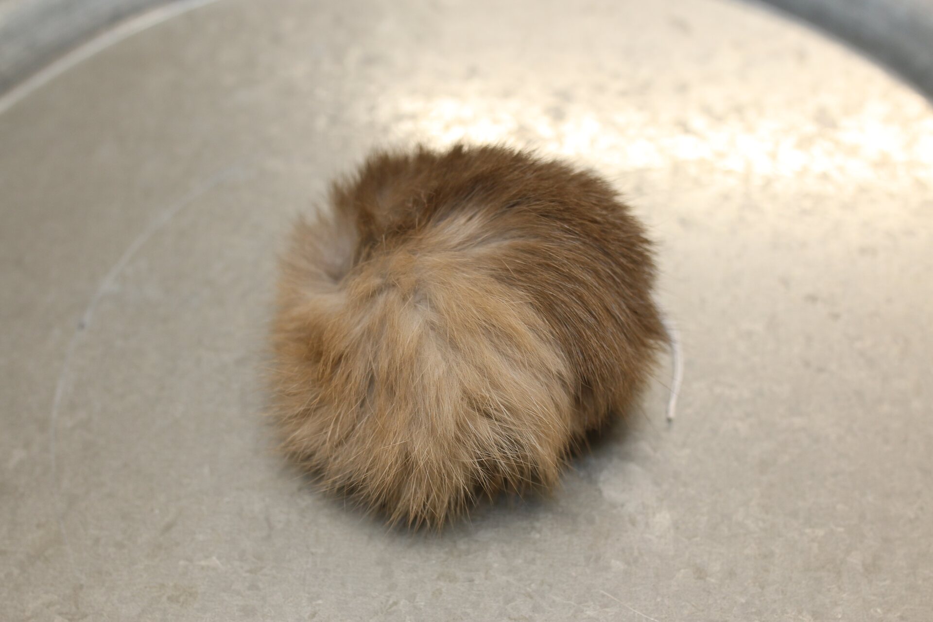 Turkistupsu keskikokoinen Luonnonruskea