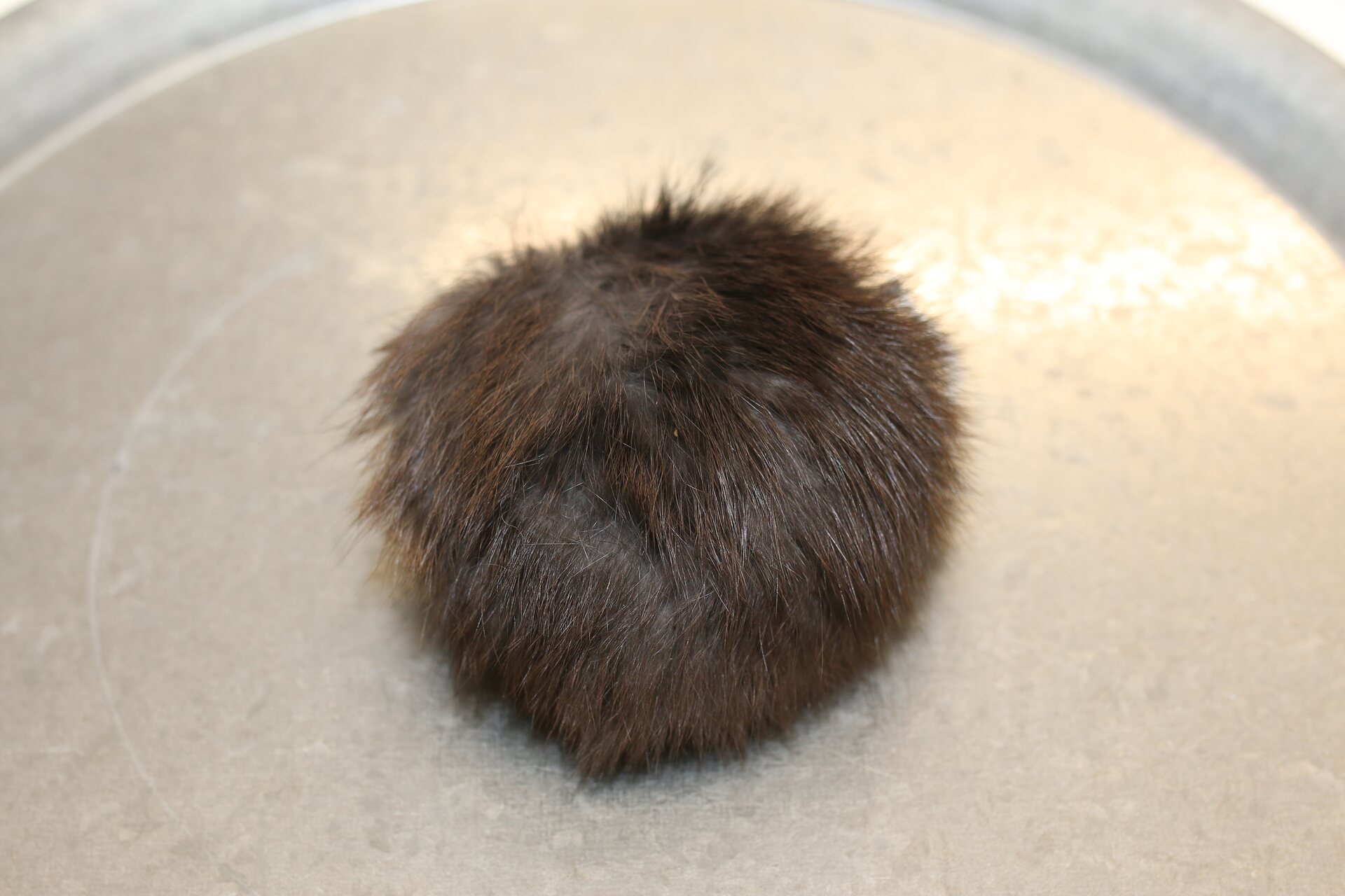 Turkistupsu pieni Luonnonmusta